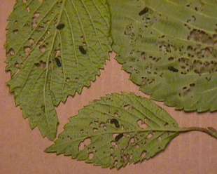 Larvae & Damage