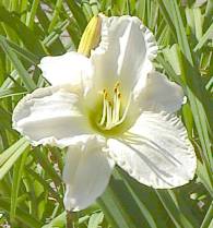White Temptation