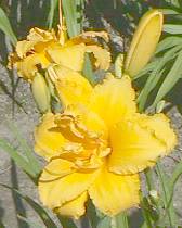 Daylily closeup