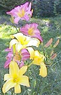 Bennett varieties