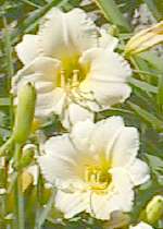 Daylily closeup