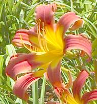 Daylily closeup