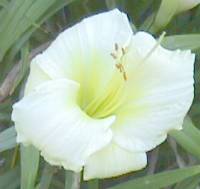 Daylily closeup