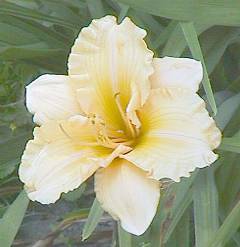 Daylily closeup