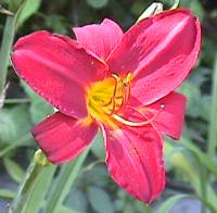 Daylily closeup