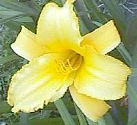 Daylily closeup