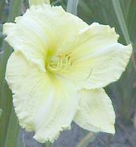 Daylily closeup
