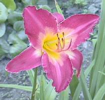 Daylily closeup