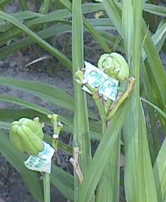 Seed heads