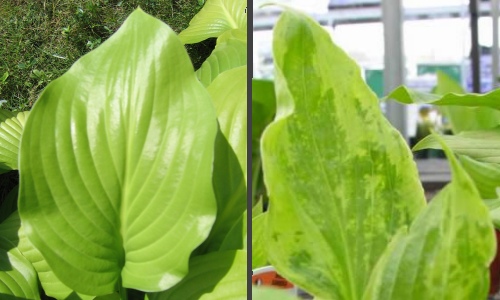 Normal and virused hosta leaves