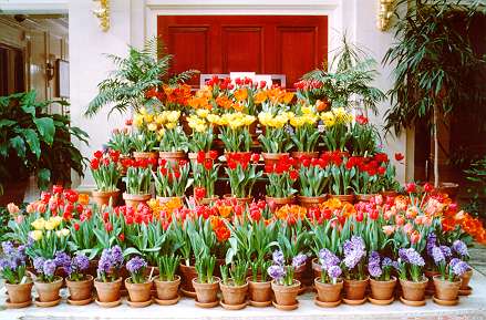 Blooms in Conservatory