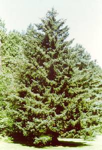 Sacalin spruce