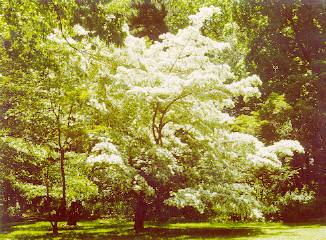 Fringe tree