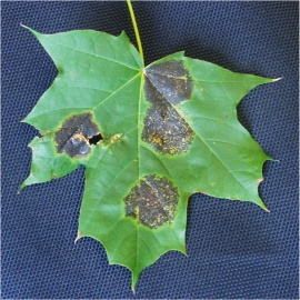 Affected leaf